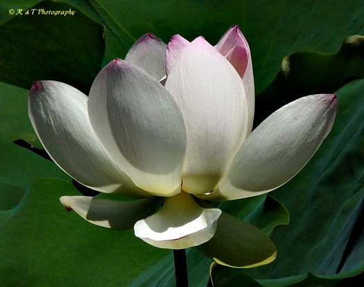 {Nelumbo nucifera}